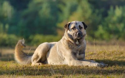 Why Are Anatolian Shepherds Good Dogs With Children?