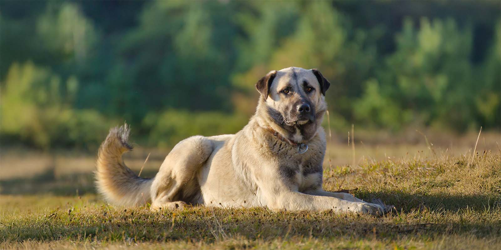 Anatolian Shepherds