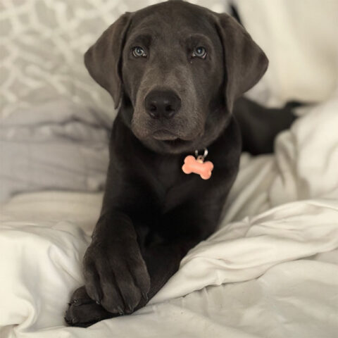 Moose
