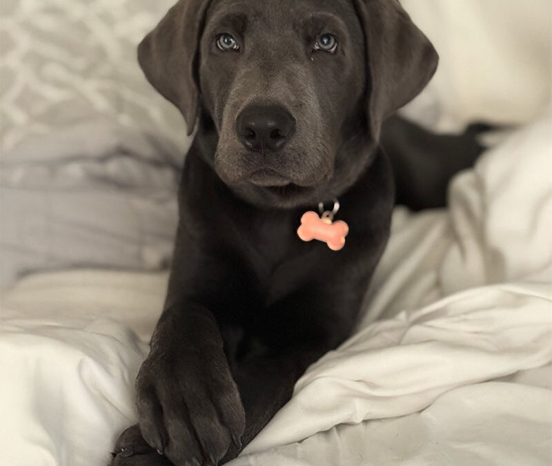 Moose
