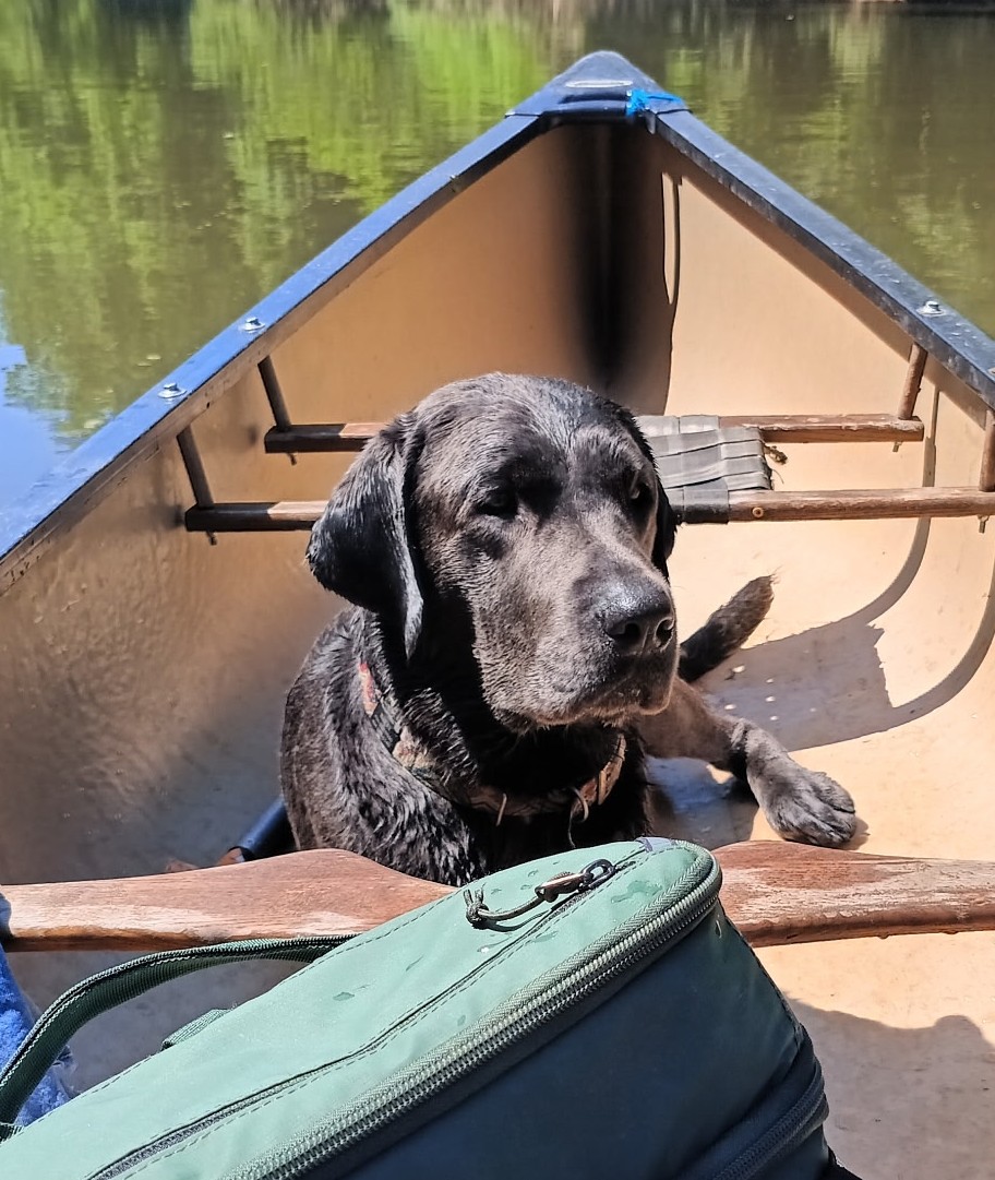 “Bailey” The River Jam
